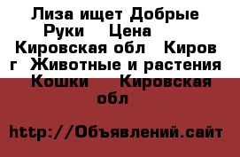 Лиза ищет Добрые Руки. › Цена ­ 0 - Кировская обл., Киров г. Животные и растения » Кошки   . Кировская обл.